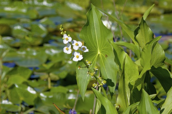 Broadleaf arrowhead (Sagittaria latifolia) also known as a duck-potato plant
