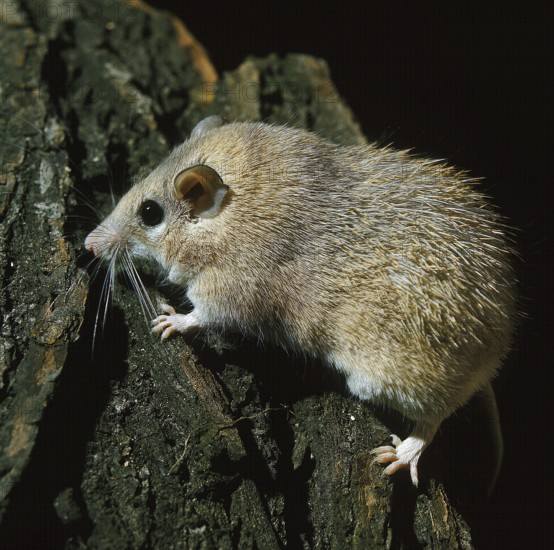 SPINY MICE acomys dimidiatus