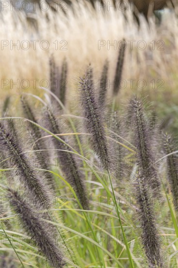 Lamp-cleaning grass (Pennisetum alopecuroides 'Black Beauty')