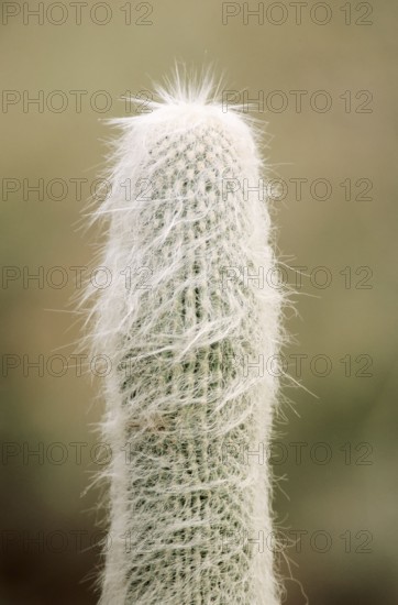 Old Man Cactus (Cephalocereus senilis), Old Man of Mexico