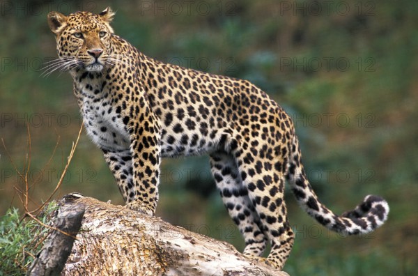 Leopard (panthera pardus)