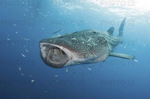 Whale Shark (Rhincodon typus), Cenderawasih Bay, West Papua, Indonesia, Asia