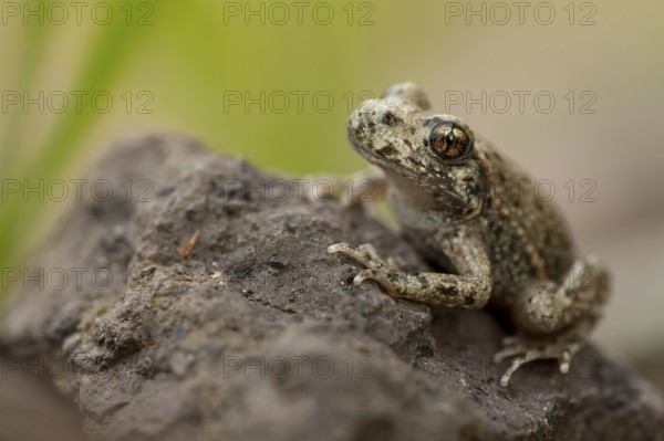 Common midwife toad (Alytes obstetricans), Rhineland-Palatinate, Germany, Europe