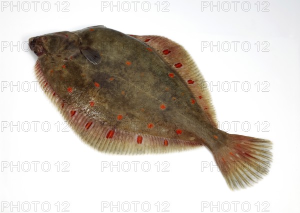 Plaice, Goldbutt (pleuronectes platessa), Plaice, Goldbutt, Other animals, Fish, Flatfish, Animals, Fresh plaice against white background
