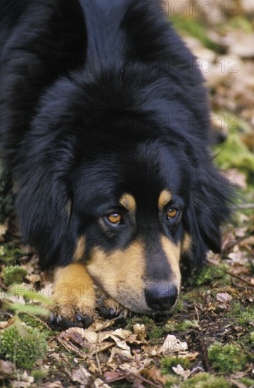 Tibetan Mastiff Dog, adult, lying
