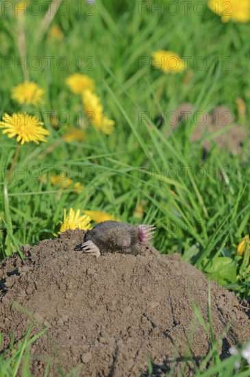 European mole (Talpa europaea), North Rhine-Westphalia, molehill, Germany, Europe