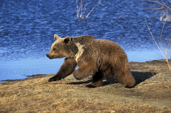 GRIZZLY BEAR (ursus arctos horribilis), ADULT RUNNING BESIDE LAKE, ALASKA