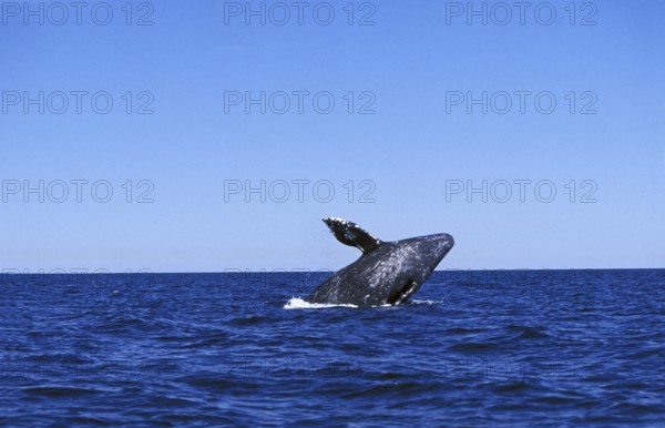 GREY WHALE OR GRAY WHALE (eschrichtius robustus), ADULT BREACHING, BAJA CALIFORNIA IN MEXICO
