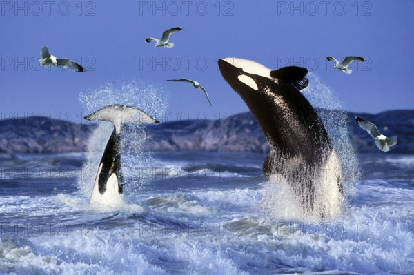 Orcas (Orcinus orca), Killerwhales, Schwertwale, Orkas, [animals, aussen, outdoor, seitlich, side, adult, Bewegung, motion, springen, jumping, Kraft, power, Lebensfreude, joy of life, Paar, pair, zwei, two, Vogel, Voegel, birds, Saeugetiere, mammals, Wale, whales, Querformat, horizontal]