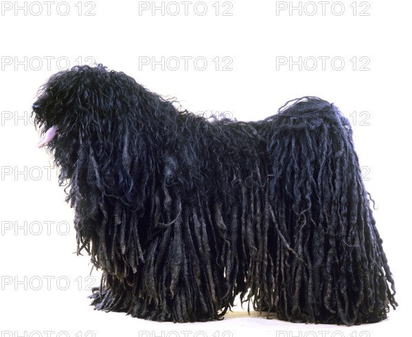 Hungarian Puli Dog