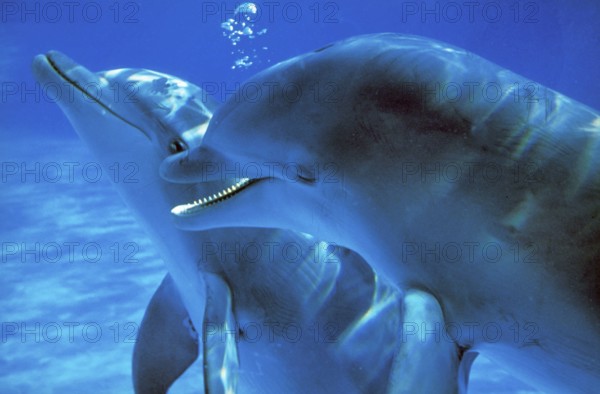 Bottlenose Dolphin (tursiops truncatus), Adults Communicating