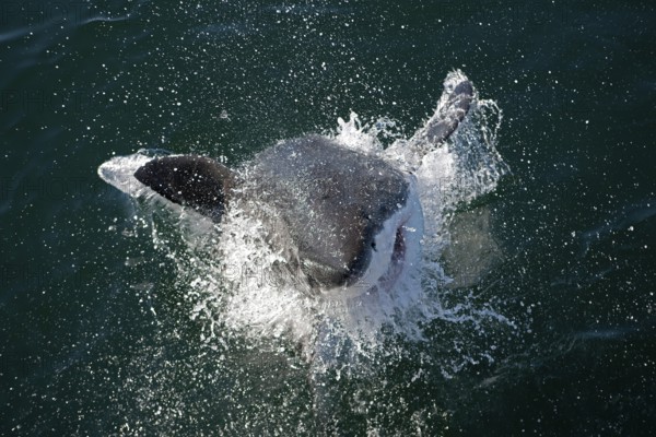 Great white shark, white shark, man shark, Great white sharks (carcharodon carcharias), white sharks, man sharks, Other Animals, Fish, Shark, Animals, Great White Shark, Adult Breaching, False Bay in South Africa