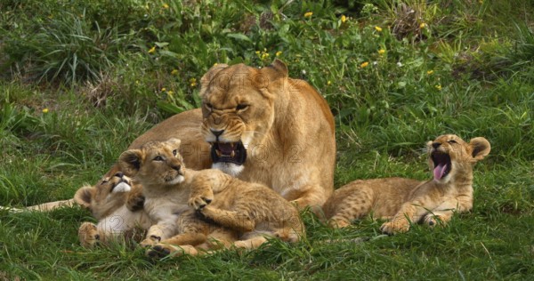 African Lion (panthera leo), Mother and Cub