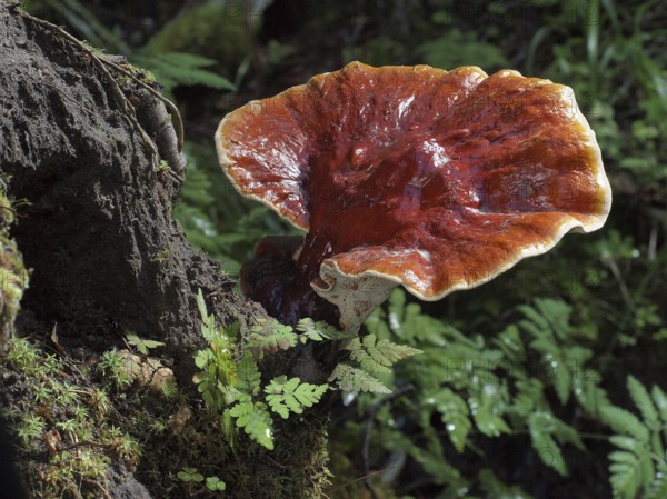 Red Reishi (Ganoderma lucidum), commonly known as Ling Zhi in Chinese, is a herbal mushroom known to have miraculous health benefits