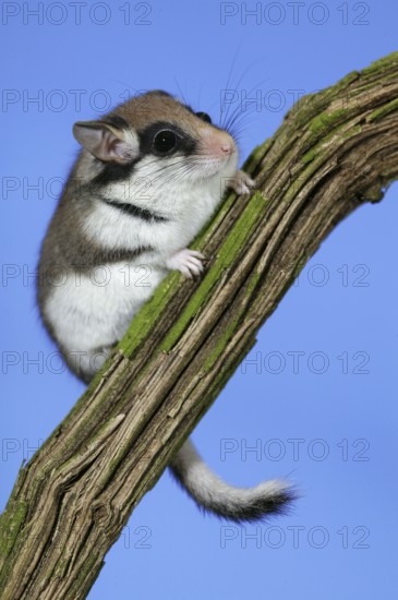 Garden dormouse (eliomys quercinus), ADULT AT NORMANDY IN FRANCE