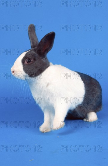 Dutch rabbit