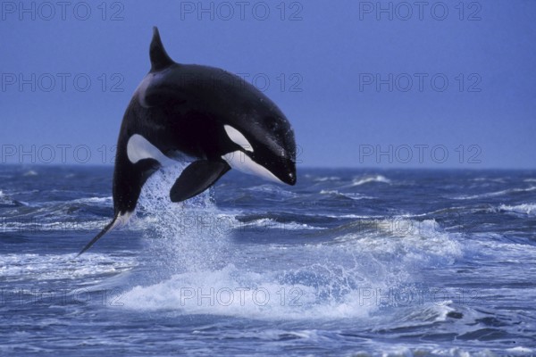Orca (Orcinus orca), Schwertwal, Orka, [animals, adult, aussen, outdoor, adult, Bewegung, motion, springen, jumping, Kraft, power, Saeugetiere, mammals, Querformat, horizontal, Wale, whales]