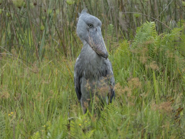 Shoebill (Balaeniceps rex), Lake Victoria, Entebbe, Uganda, Africa