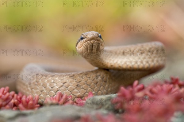 Smooth snake (Coronella austriaca) Rhineland-Palatinate, Germany, Europe