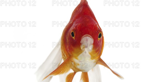 Ryukin Goldfish (carassius auratus), Adult Against White Background
