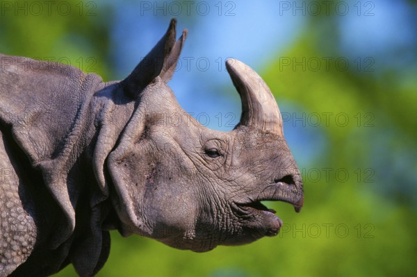 Indian rhinoceros (Rhinoceros unicornis)