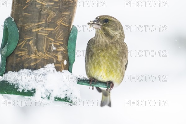 European greenfinch (Chloris chloris) male, on feeding cylinder, Munich, Bavaria, Germany, Europe