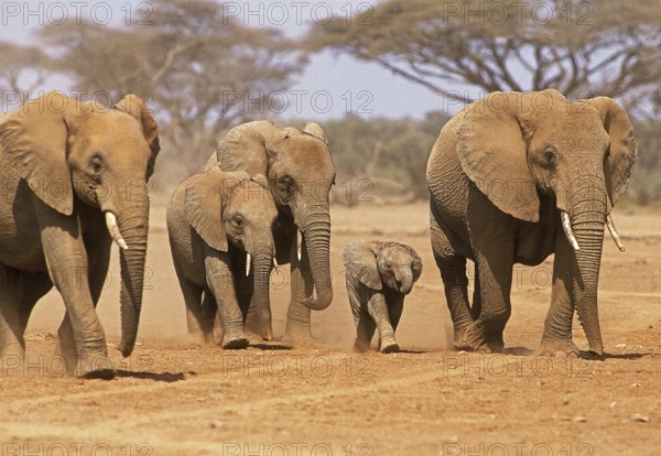 African Elephant (loxodonta africana), Herd at Samburu Park in Kenya