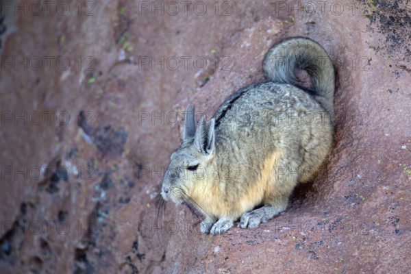 Viscacha