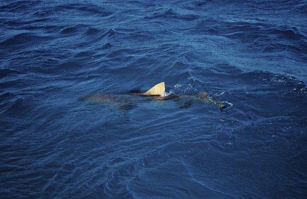 Lemon Shark at the surface, Shark fin, Negaprion brevirostris, Bahamas, Atlantic Ocean, Central America