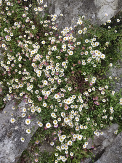 Mexican fleabane (Erigeron karvinskianus), Ireland, Europe