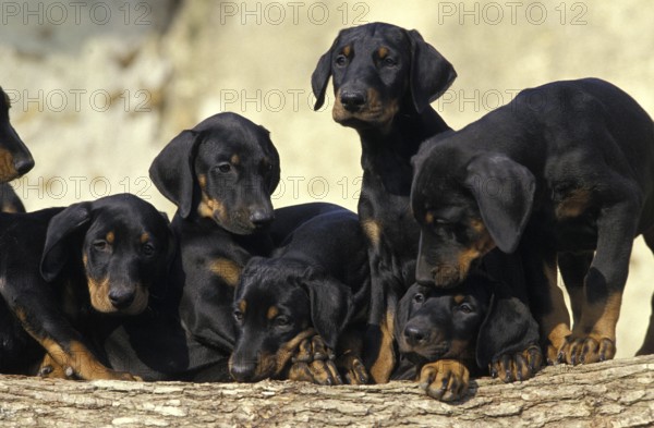 Dobermann Dog or Dobermann Pinscher, Puppies standing on Stack of Wood