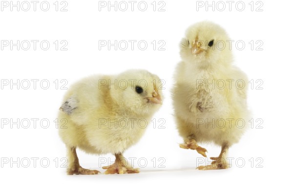 KÜKEN against a white background