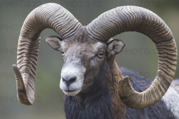 Mouflon (Ovis orientalis)
