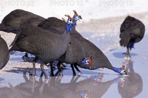 Helmeted guineafowl (numida meleagris), GROUP DRIVE FROM PUDDLE, KENYA