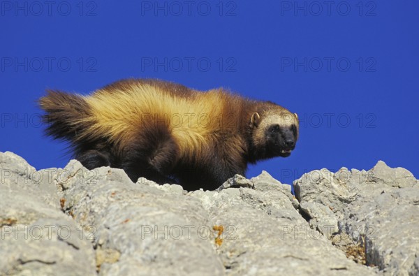 North American Wolverine (gulo gulo) luscus, Adult standing on Rocks, Canada, North America