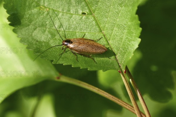 Cockroach Ectobius vittiventris sitting on a green leaf. Amber wood cockroach on a leaf