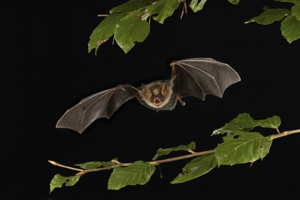 Greater mouse-eared bat (Myotis myotis) in flight, Lower Saxony, Germany, Europe