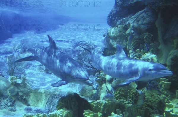 Bottlenose Dolphin (tursiops truncatus)