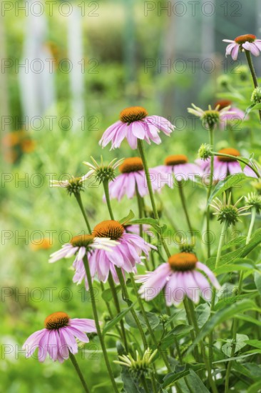 (Echinacea) purpurea in garden. Healing plant used for medical purposes in pharmaceutical industry