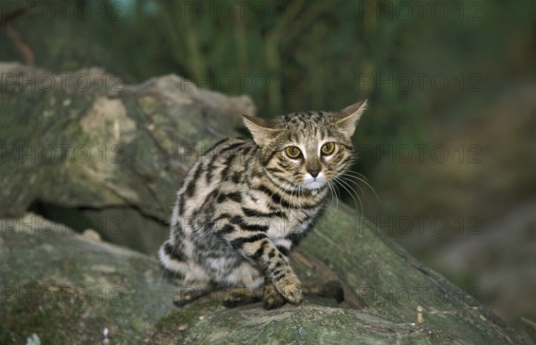 Black-footed cat (felis nigripes)