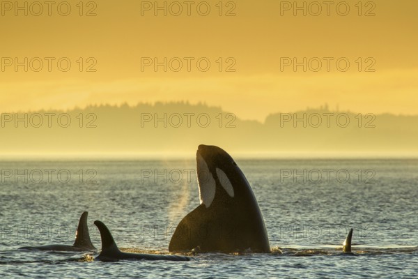 Orcas (Orcinus orca), Johnstone Strait, British Columbia, Canada, Killerwhale, North America