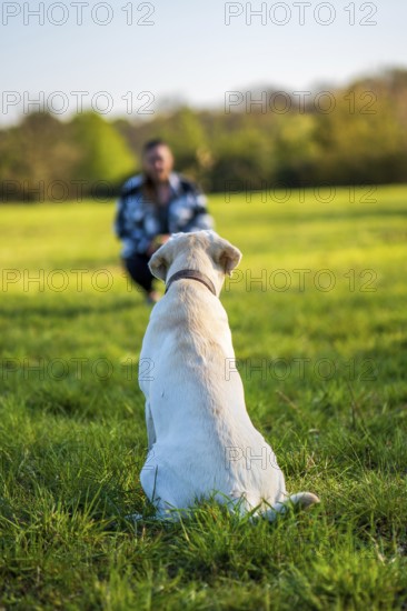 Dog training with women in the meadow