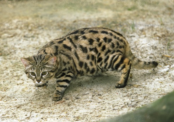 Black-footed cat (felis nigripes), adult