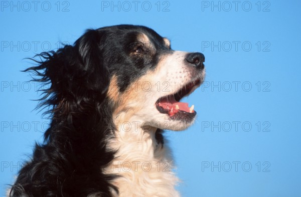 Interracial dog