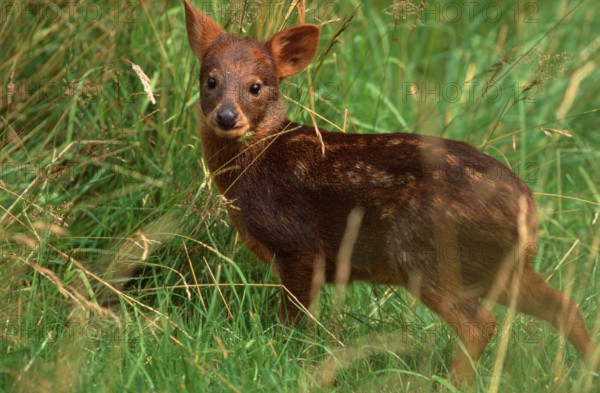 Southern Pudu, calf (Pudu pudu), Suedpudu, Jungtier, Südlicher Pudu, Südpudu, animals, Saeugetiere, mammals, Huftiere, hoofed animals, Paarhufer (cloven-hoofed animals), Hirsche, deer, Suedamerika, south america, aussen, outdoor, seitlich, side, Wiese, meadow, stehen, standing, young, Kalb, Querformat, horizontal]