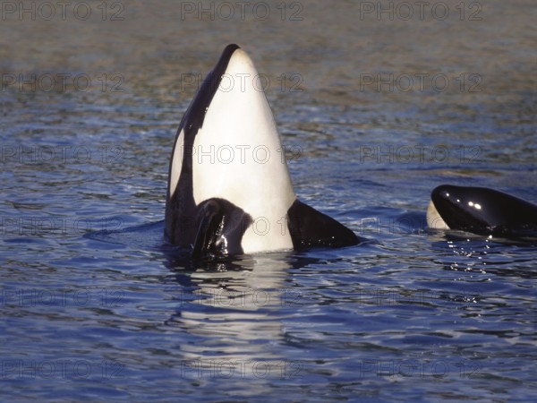 Killer Whale (orcinus orca), Adult Spy Hopping, Channel near Orca's Island