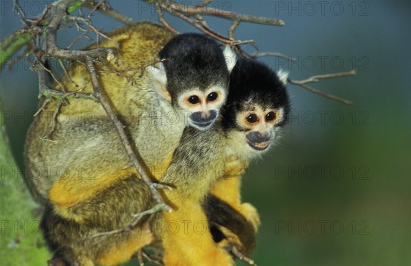 Squirrel Monkey (saimiri sciureus)