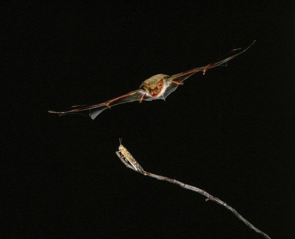 Mouse-Eared Bat (myotis myotis), Adult in Flight, Catching Grasshopper