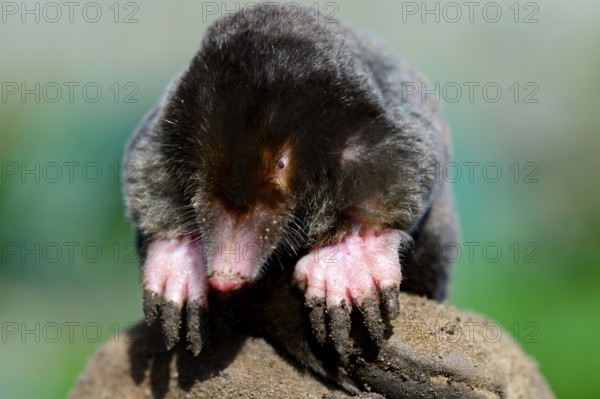 European Mole, European Mole, European moles (Talpa europaea), European Moles, Insectivores, Mammals, Animals, European Mole, Alsace, France, Europe