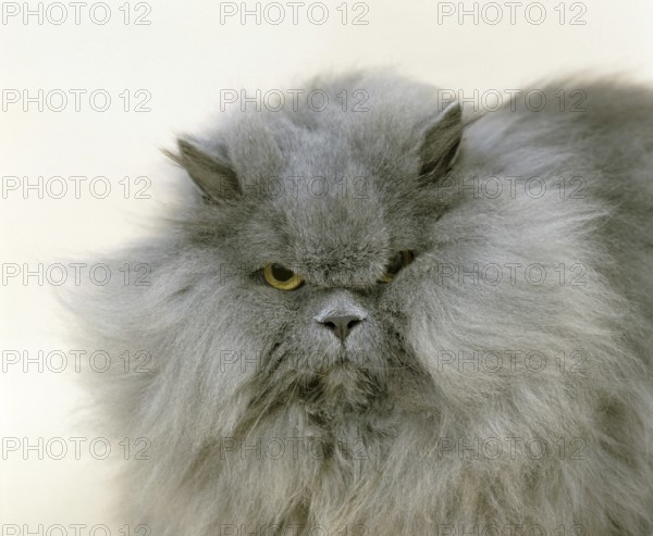 Blue Persian Domestic Cat, Portrait of Adult